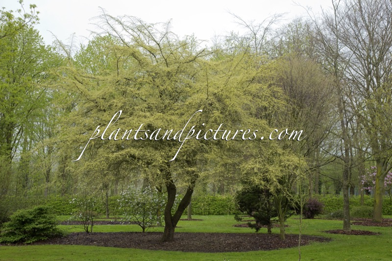 Ulmus parvifolia ‘Geisha’