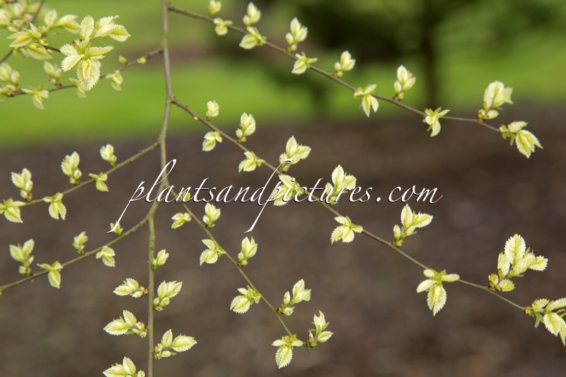 Ulmus parvifolia ‘Geisha’