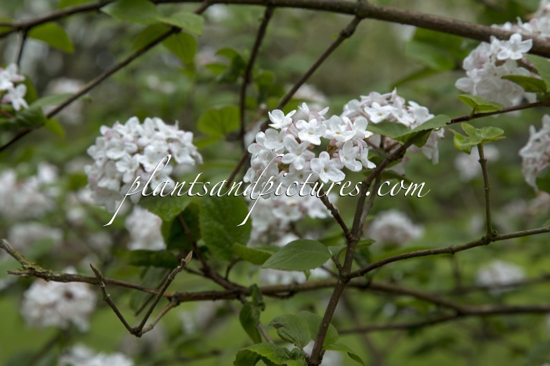 Viburnum burkwoodii ‘Fulbrook’