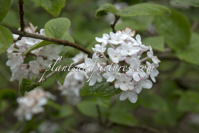 Viburnum burkwoodii ‘Fulbrook’