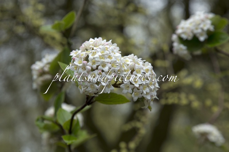 Viburnum burkwoodii ‘Savill’