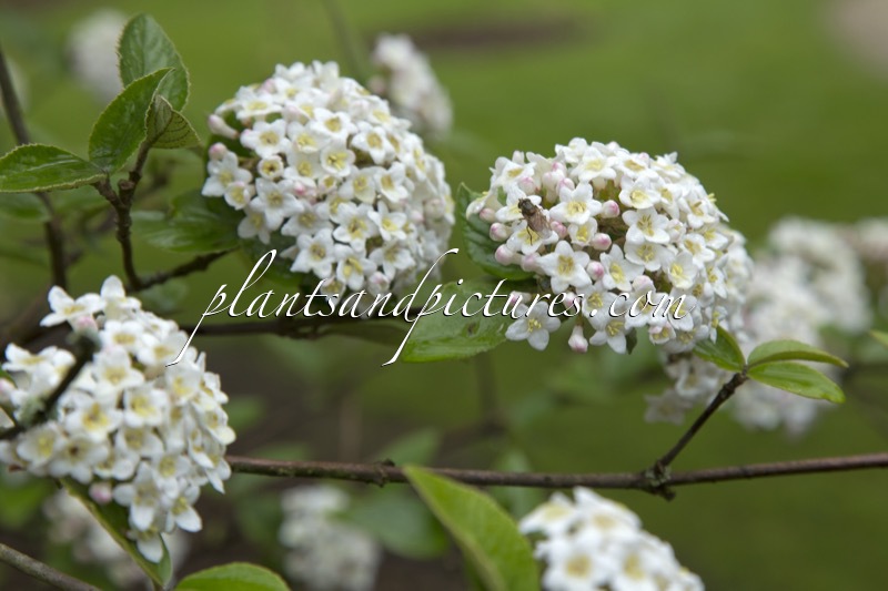 Viburnum burkwoodii ‘Savill’