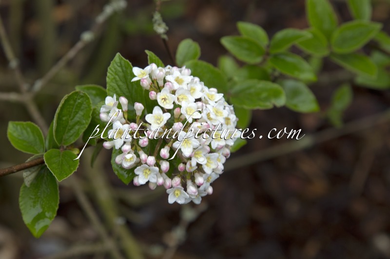 Viburnum burkwoodii ‘Savill’