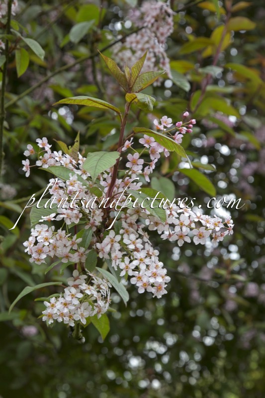 Prunus padus ‘Colorata’