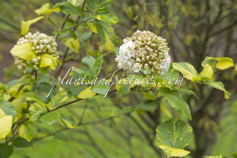 Viburnum carlcephalum ‘Van der Maat’