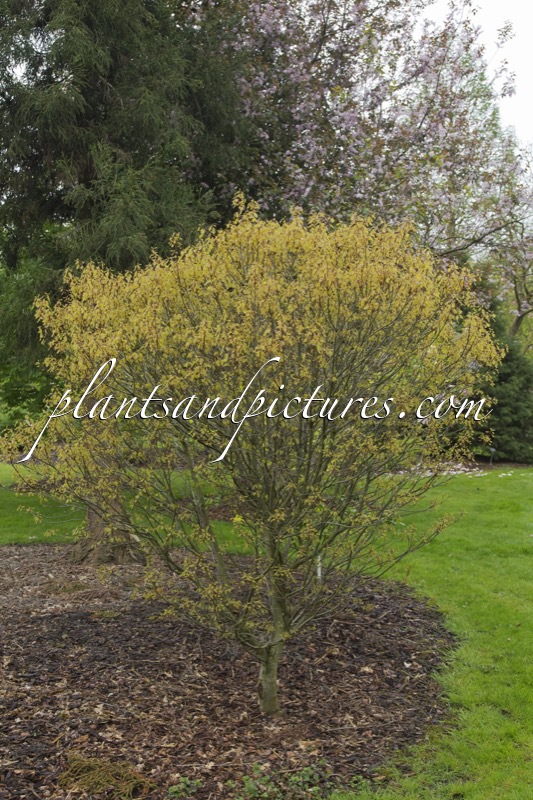 Quercus palustris ‘Green Dwarf’