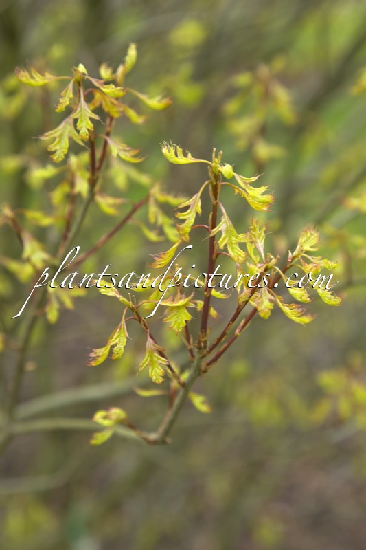 Quercus palustris ‘Green Dwarf’