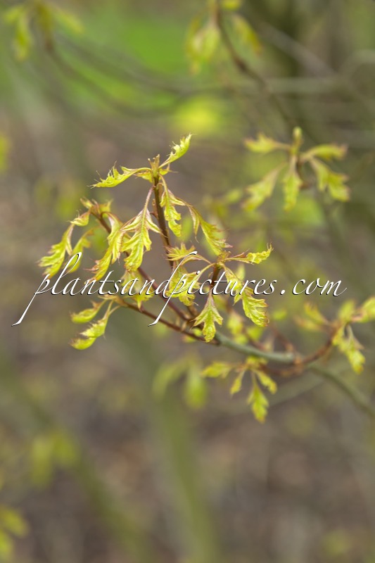 Quercus palustris ‘Green Dwarf’