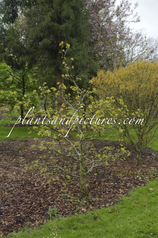 Quercus palustris ‘Swamp Pygmy’