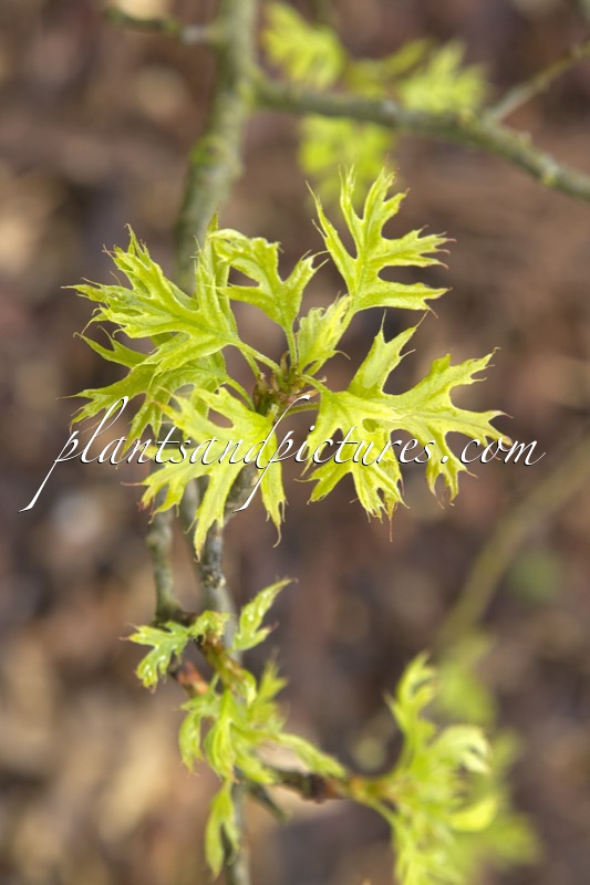 Quercus palustris ‘Swamp Pygmy’