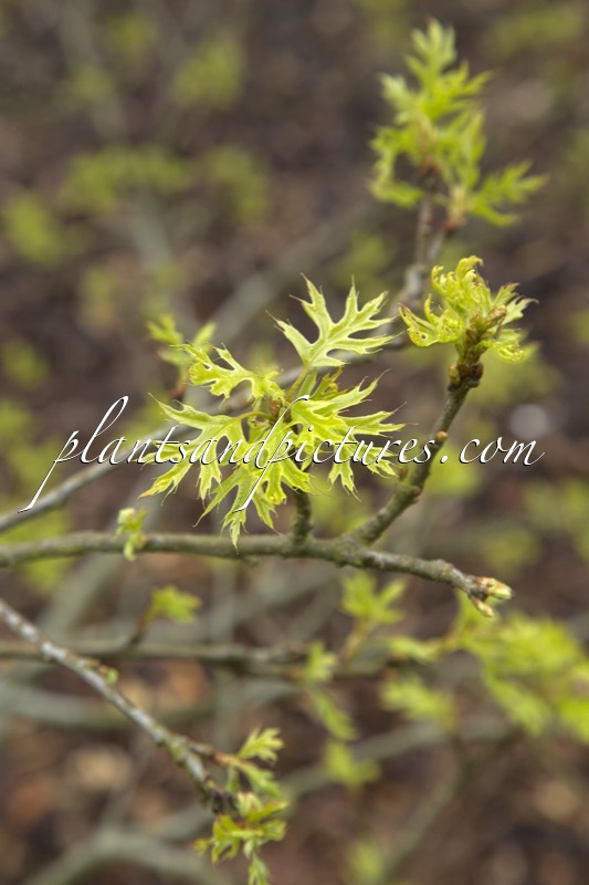 Quercus palustris ‘Swamp Pygmy’