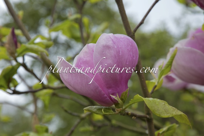 Magnolia soulangeana ‘Lennei’