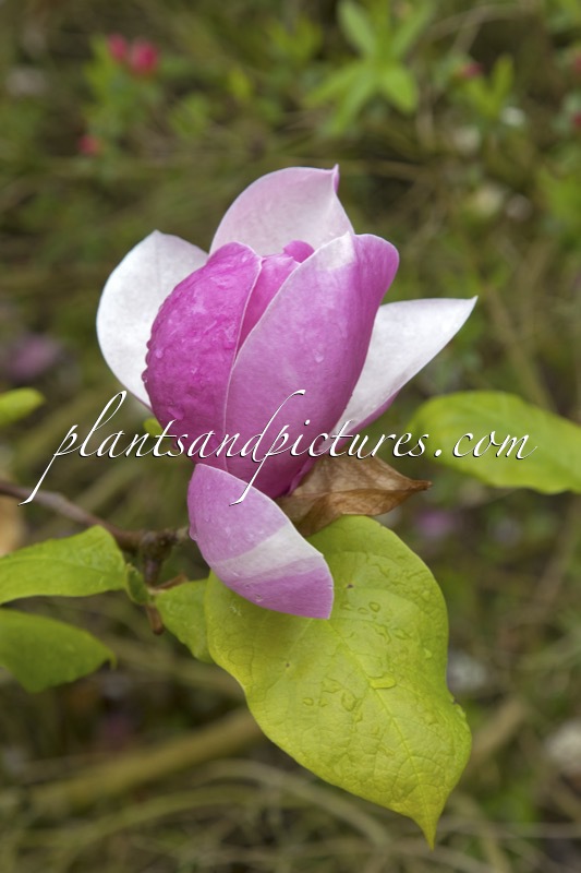Magnolia soulangeana ‘Lennei’