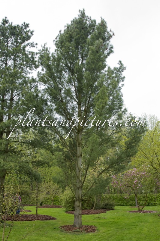 Pinus strobus ‘Fastigiata’