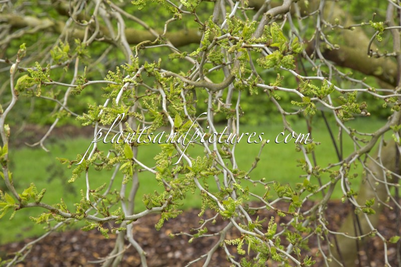 Morus latifolia ‘Spirata’