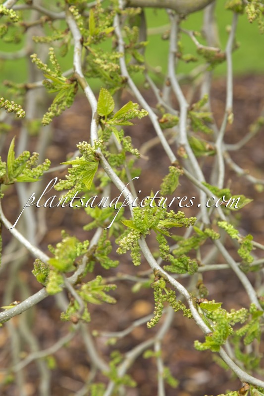 Morus latifolia ‘Spirata’