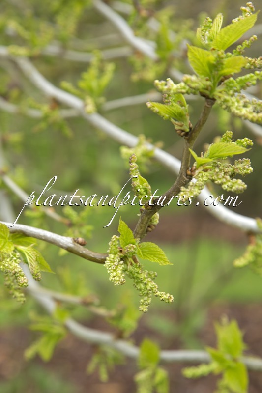 Morus latifolia ‘Spirata’