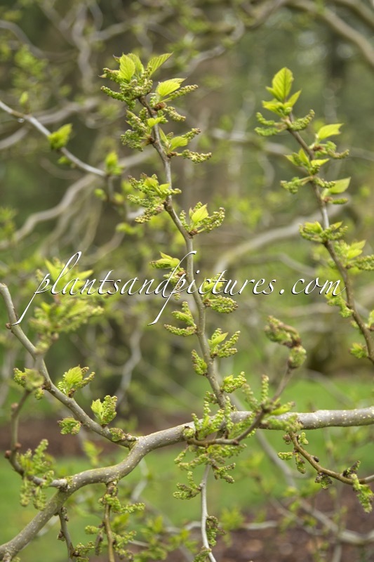 Morus latifolia ‘Spirata’