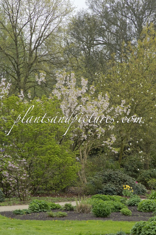 Staphylea holocarpa ‘Rosea’