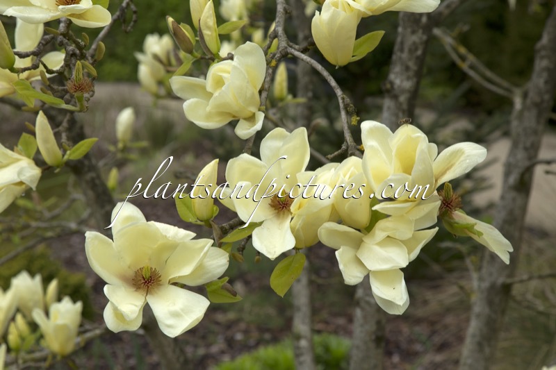 Magnolia ‘Elizabeth’