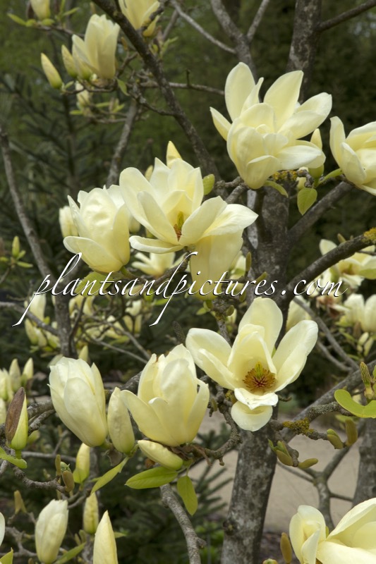Magnolia ‘Elizabeth’