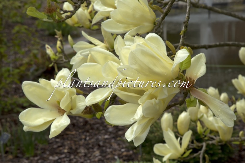 Magnolia ‘Elizabeth’
