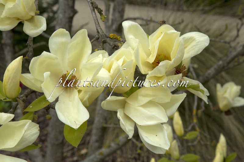 Magnolia ‘Elizabeth’