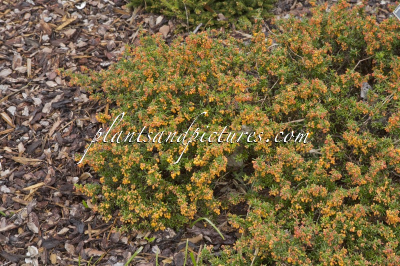Berberis stenophylla ‘Corallina Compacta’