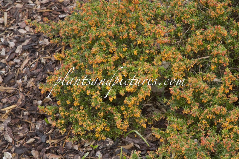 Berberis stenophylla ‘Corallina Compacta’