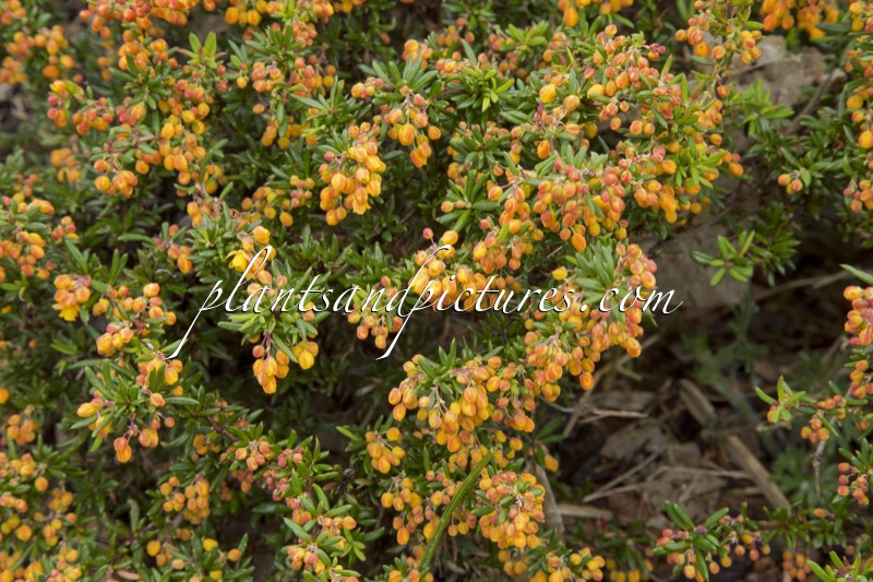 Berberis stenophylla ‘Corallina Compacta’