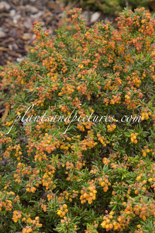 Berberis stenophylla ‘Corallina Compacta’