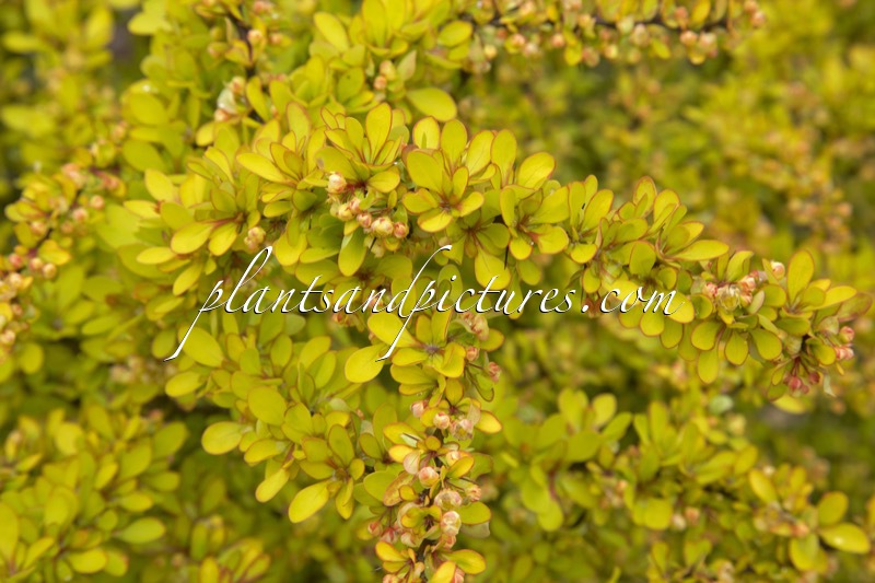 Berberis thunbergii ‘Diabolicum’