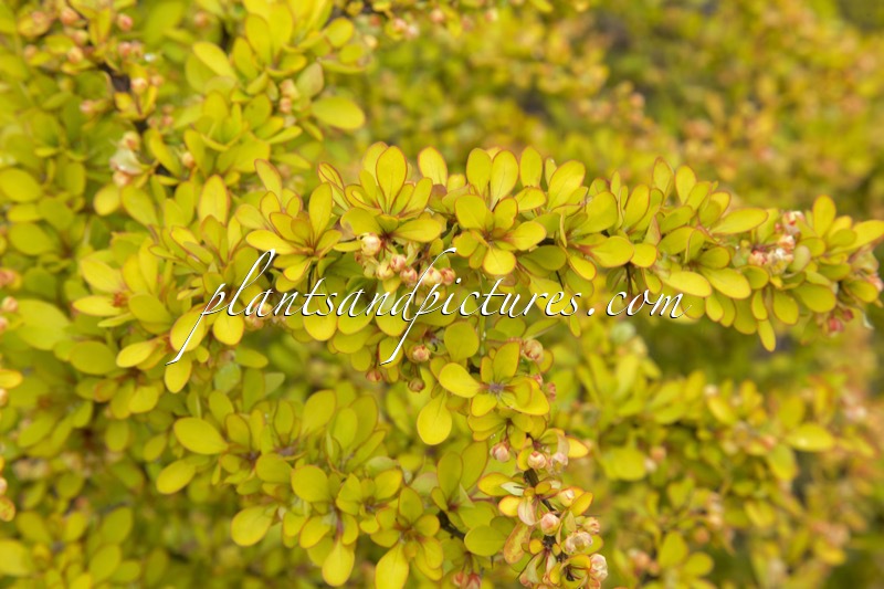Berberis thunbergii ‘Diabolicum’