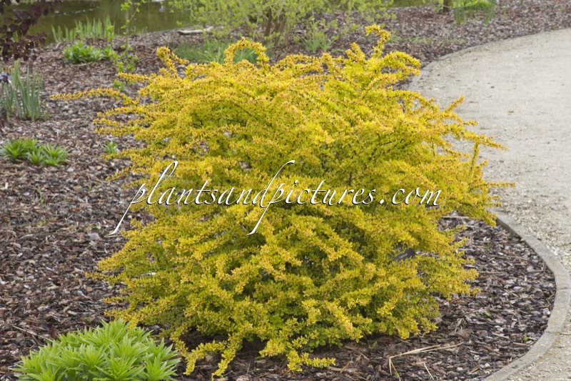 Berberis thunbergii ‘Diabolicum’