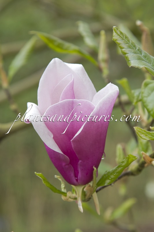 Magnolia liliiflora ‘Angustifolia’