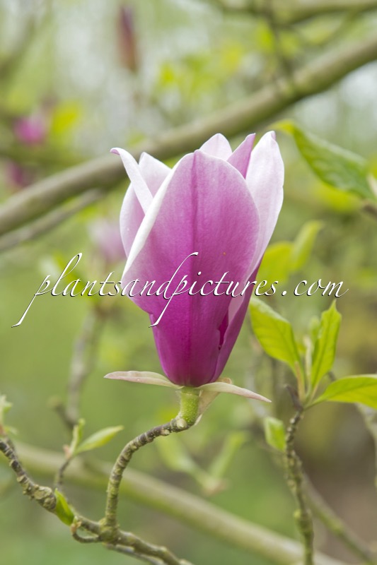 Magnolia liliiflora ‘Angustifolia’