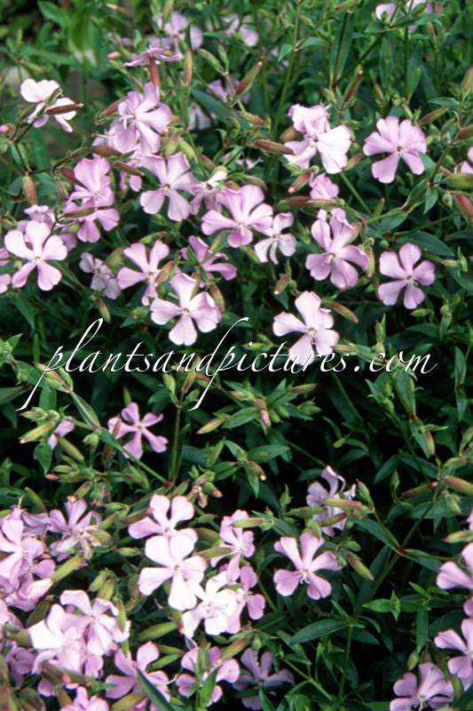 Saponaria lempergii ‘Max Frei’