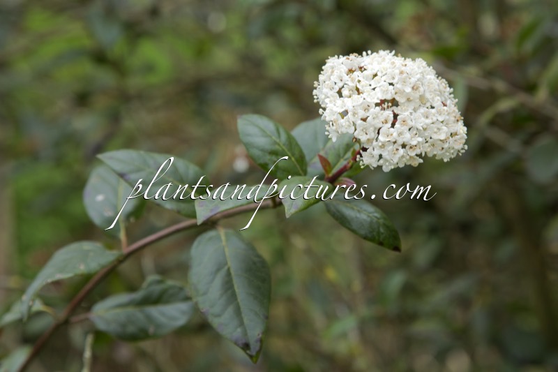 Viburnum tinus ‘Hirtum’