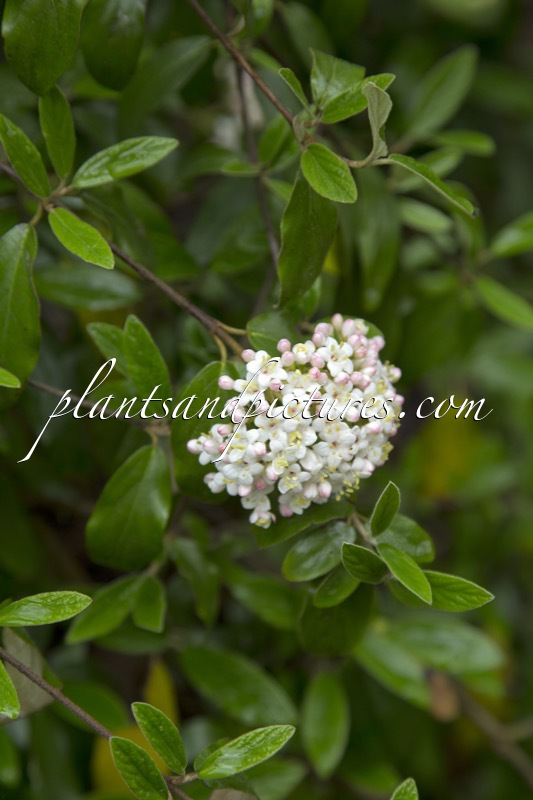 Viburnum burkwoodii ‘Conoy’
