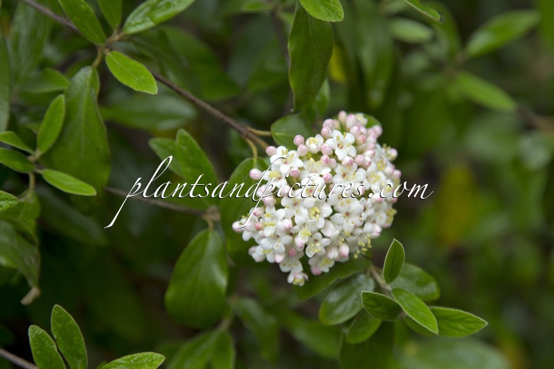 Viburnum burkwoodii ‘Conoy’