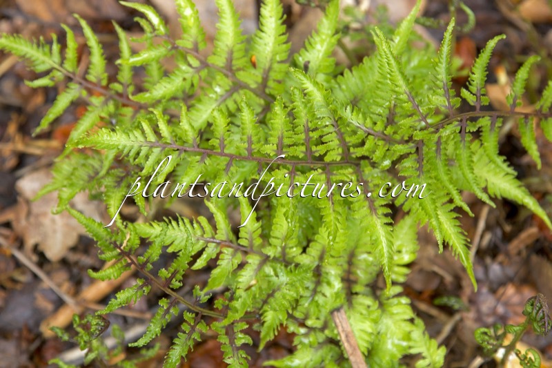 Athyrium niponicum ‘Red Beauty’