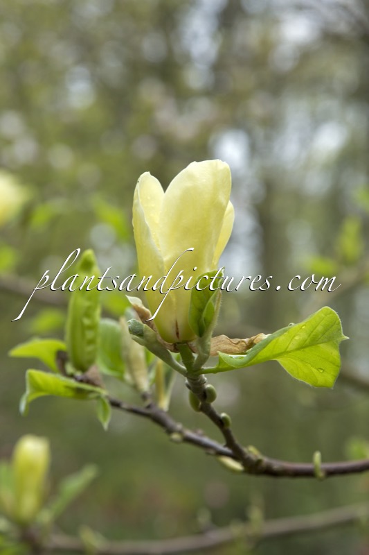 Magnolia ‘Golden Pond’