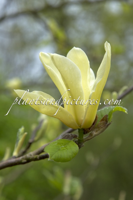 Magnolia ‘Golden Pond’