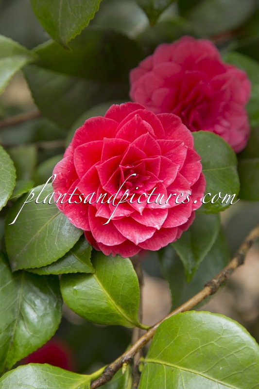 Camellia japonica ‘Principessa Baciocchi’