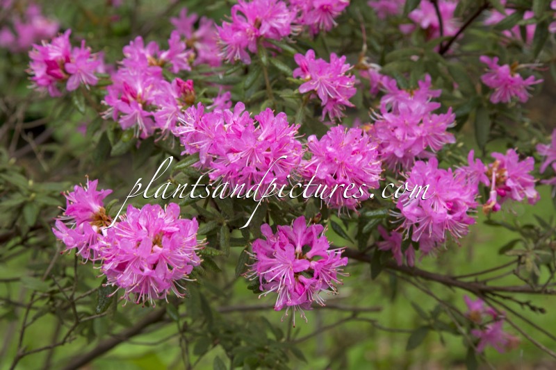 Rhododendron scabrifolium
