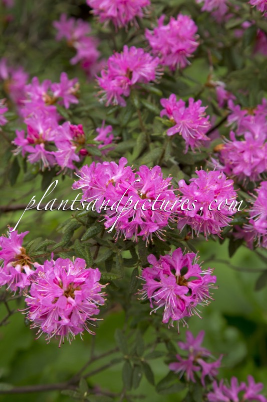Rhododendron scabrifolium