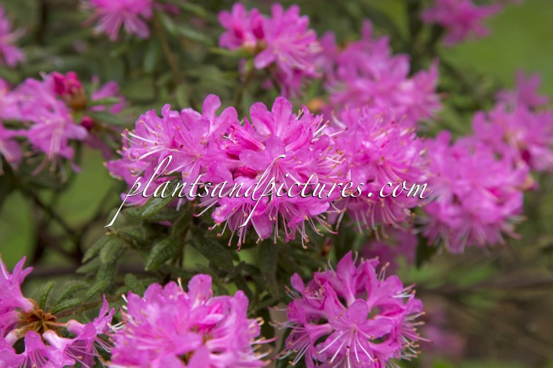 Rhododendron scabrifolium