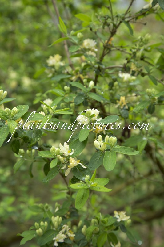Lonicera morrowii