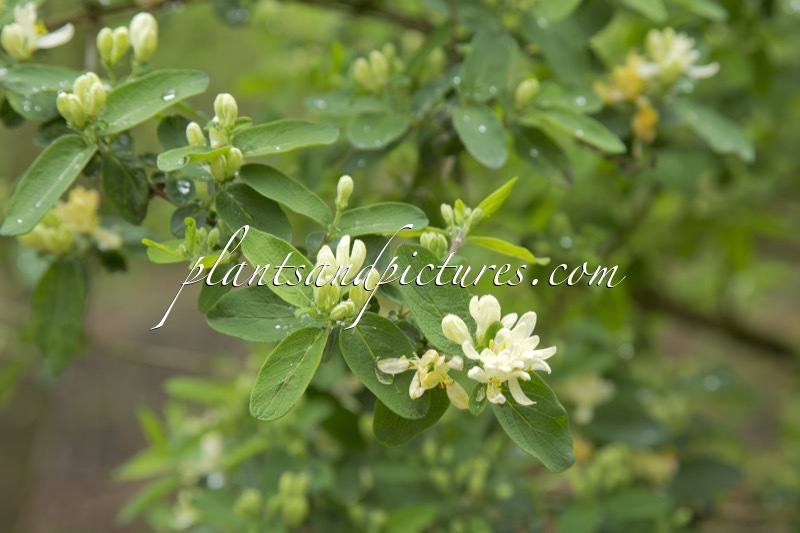 Lonicera morrowii