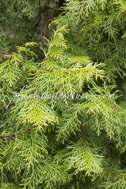 Thuja occientalis ‘Puli’